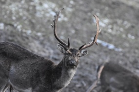 森林野生麋鹿摄影图片